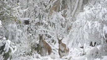 mp-leadwide-gang-20120812195058948759-620x349