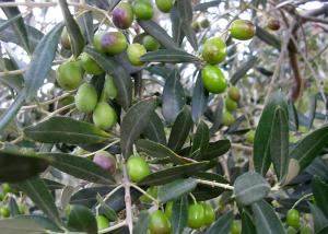 Olives