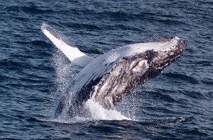 Whale-watching-Eden