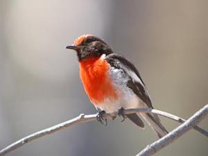 Red-capped_Robin-male