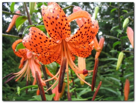 Lilia_tygrysiaLilium_lancifoliumLilium_tigrinum