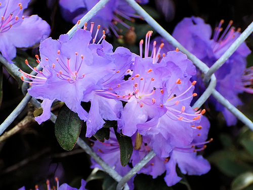 May-purpleazalea