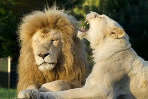 LI-gal-mogo-20131001211041158905-620x414