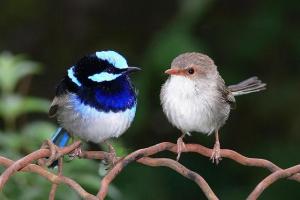 Male  female_blue fairy wren