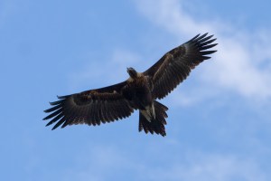 Wedge_tailed_eagle_in_flight04