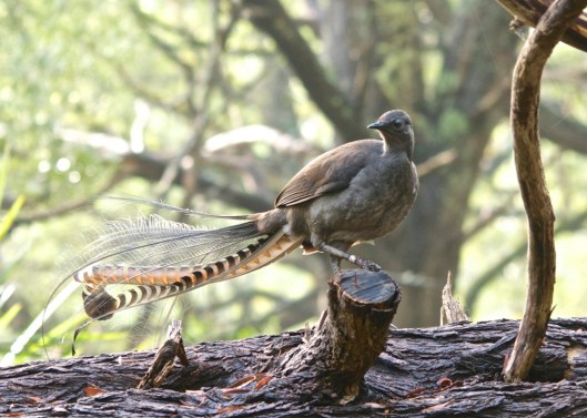 Matodi Birds Famous Names: Birdie and Melody | Waltzing More Than Matilda