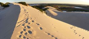 600px-SandDunesSutherlandShire