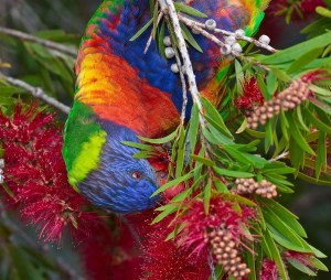 Rainbow_Lorikeet_at_Merimbula