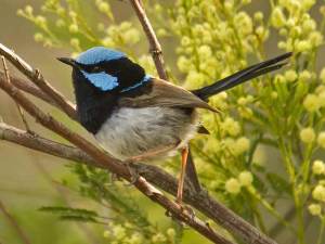 environment_blue_wren