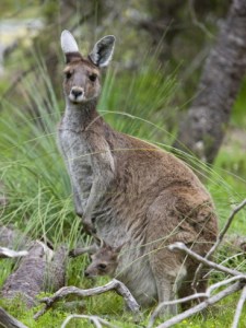 western-gray-kangaroo-macropus-fuliginosus-with-joey-in-pouch-yanchep-national-park-australia